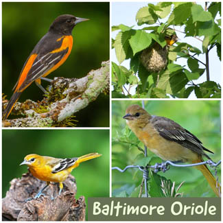 Baltimore Oriole